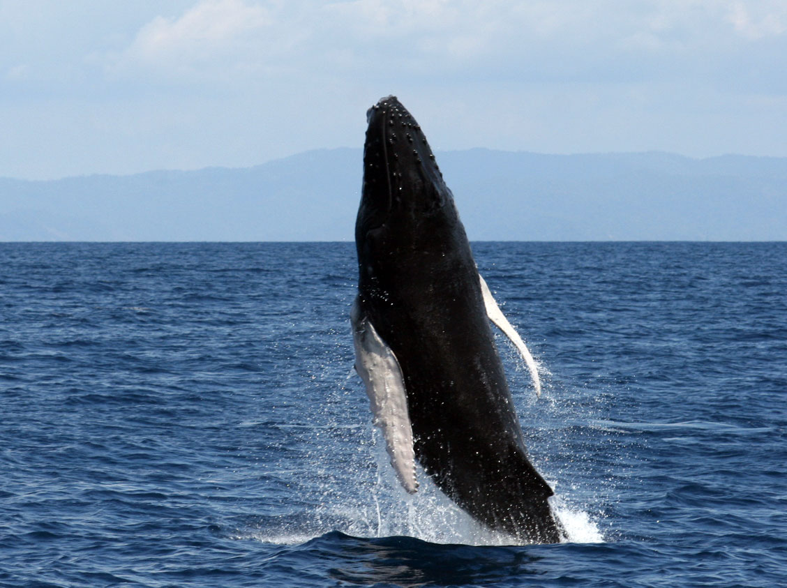 Whales and Dolphins Festival in Uvita 2016